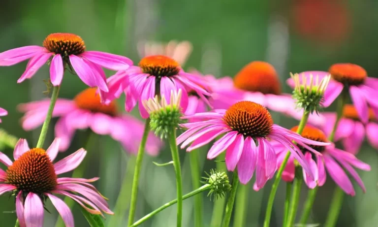 echinacea, immunerősítés, természetes immunerősítés
