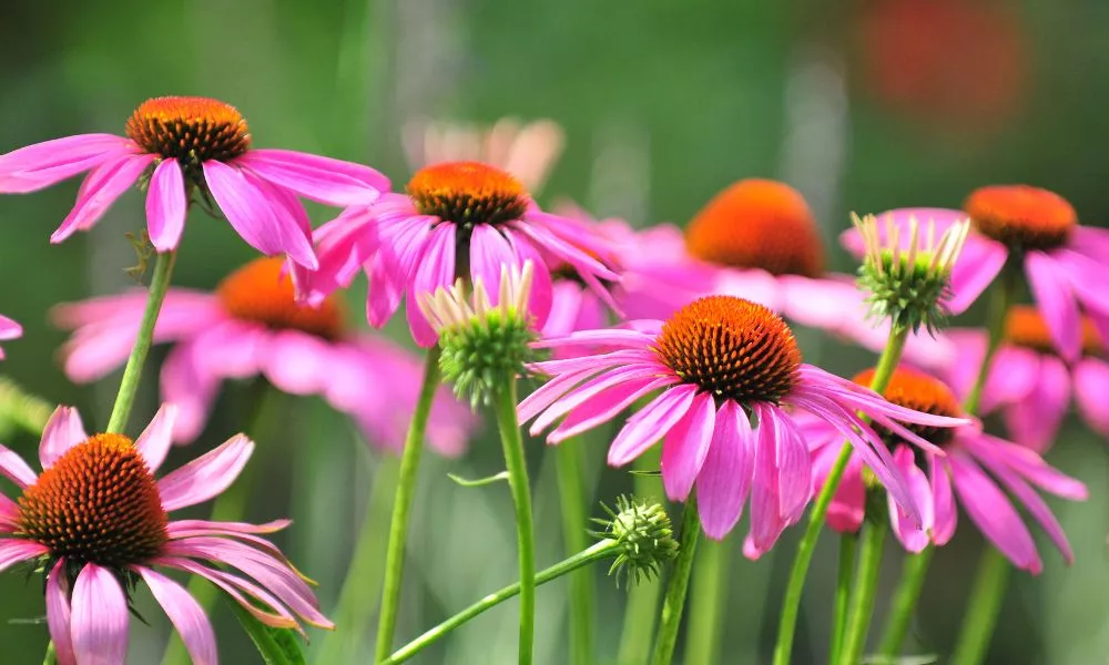 echinacea, immunerősítés, természetes immunerősítés